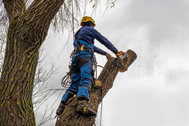 How Our Tree Care Process Works  in  Garden Grove, CA