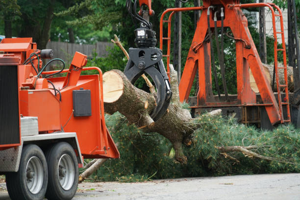 Trusted Garden Grove, CA Tree Care  Experts